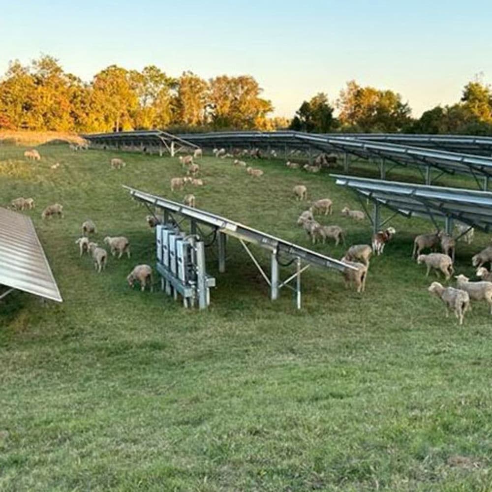 Sheep grazing under solar panels in a sunlit field with trees in the background.