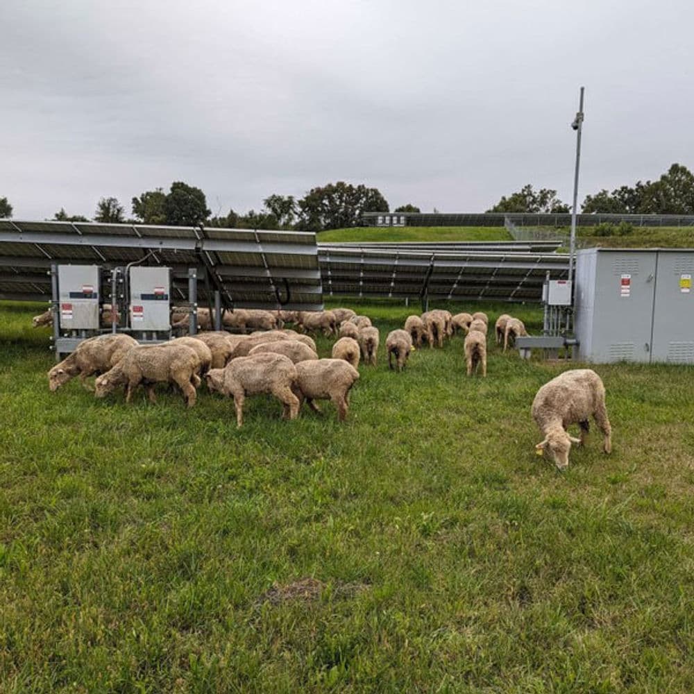 Sheep grazing near solar panels in a green field under an overcast sky.