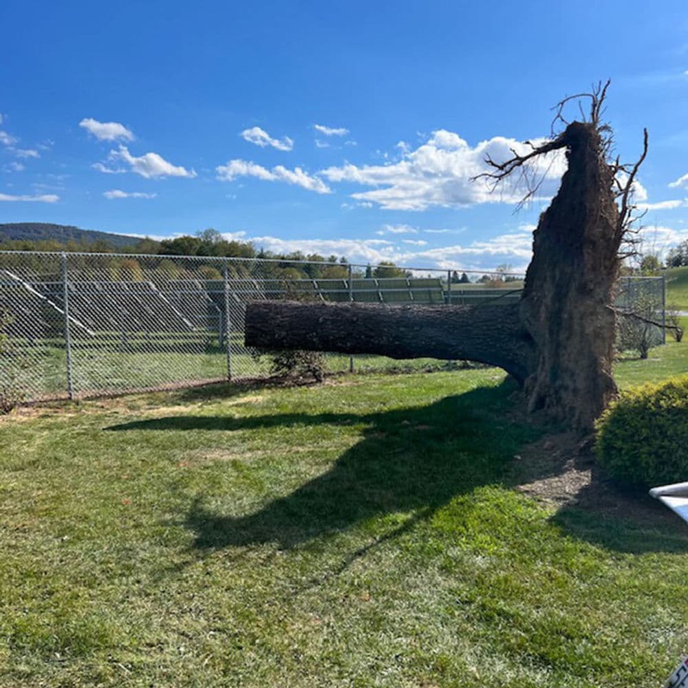 Fallen tree trunk casting a large shadow in a grassy area with a blue sky and fence.