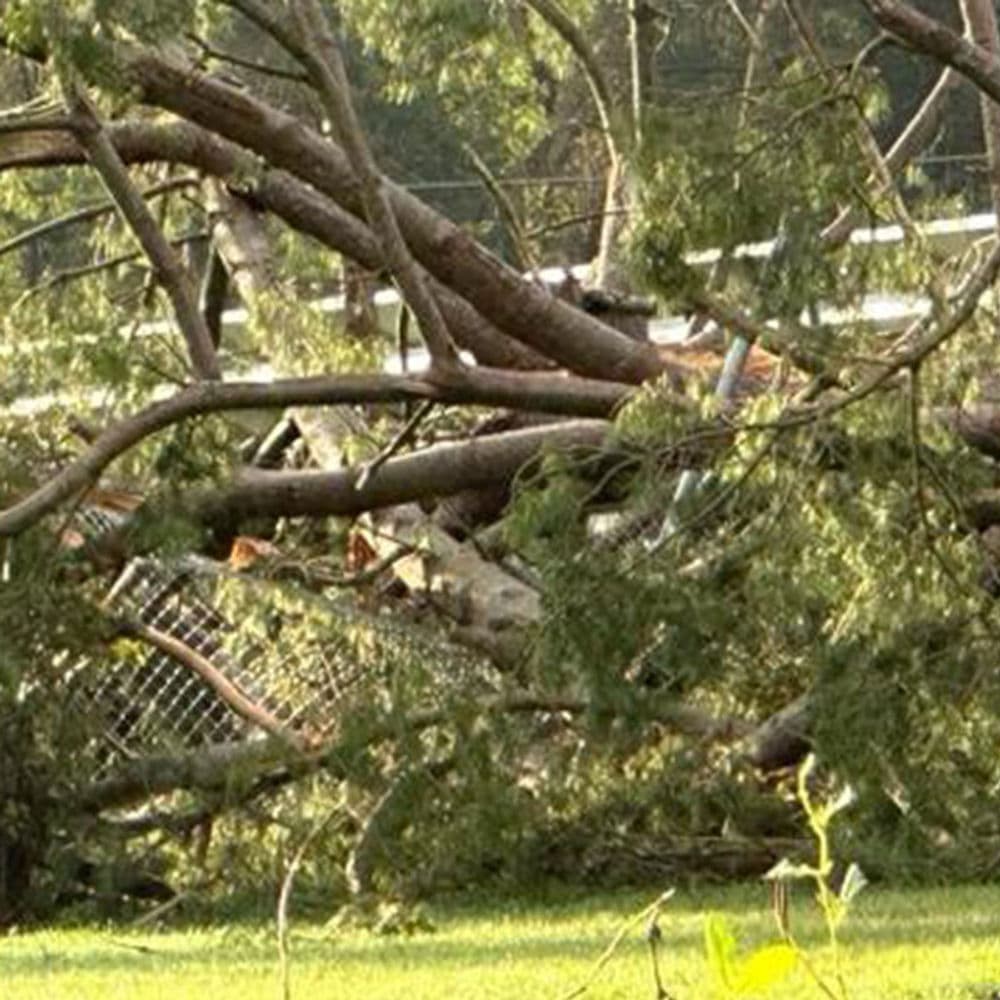 Downed trees and debris from a storm blocking a fence in a residential area.